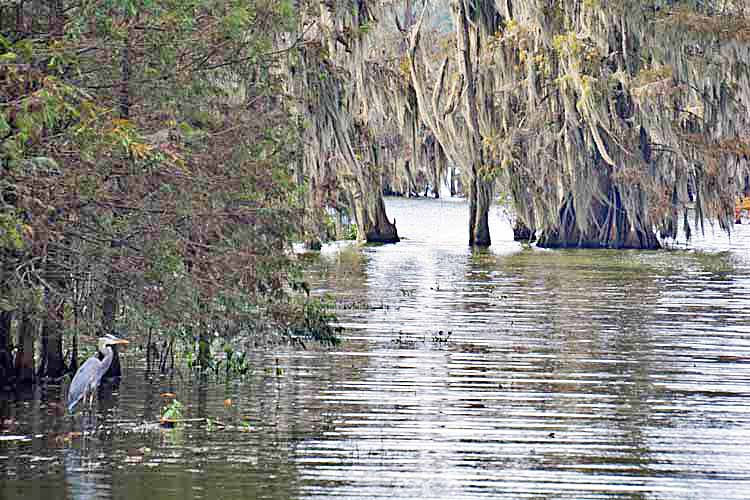 heron in swamp